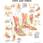 Wandplaat Foot and Ankle lamineer
